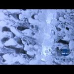 Transitions – Soiled John Coot